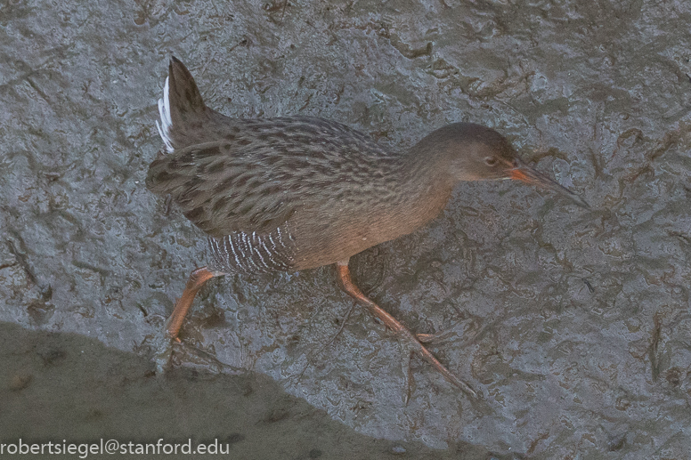 palo alto baylands